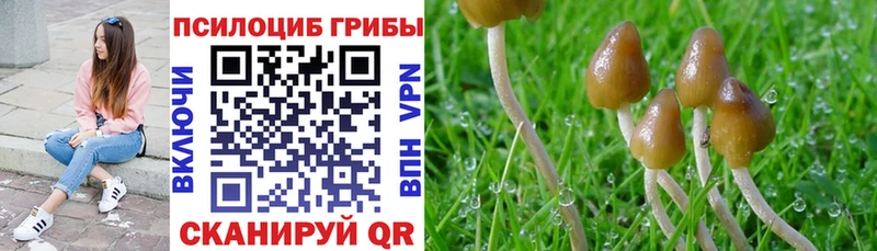 Псилоцибиновые грибы Cubensis  Отрадный 